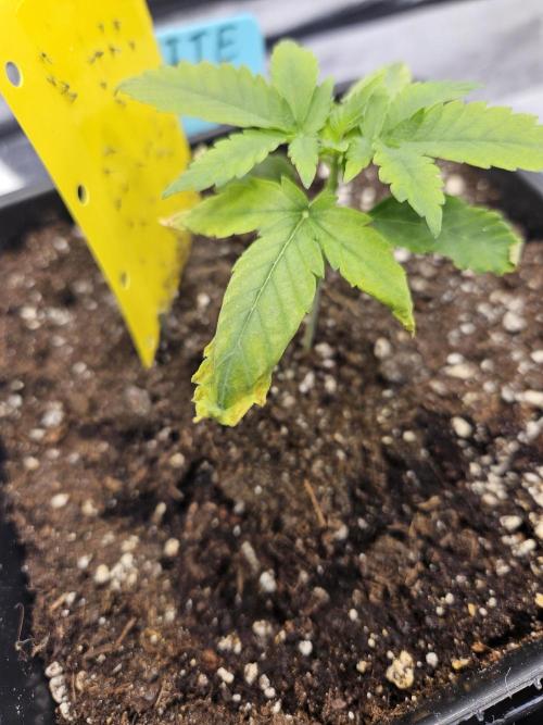 Inside_growlab