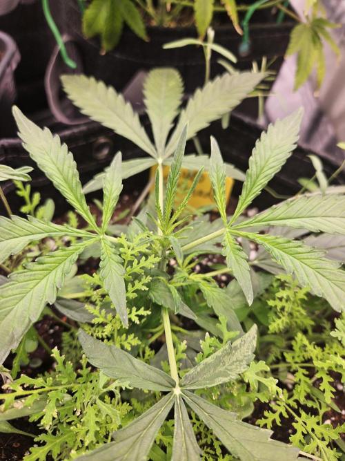 Auto Gelonade. Week 3