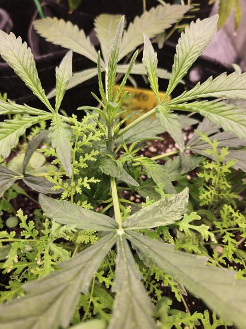 Auto Gelonade. Week 3