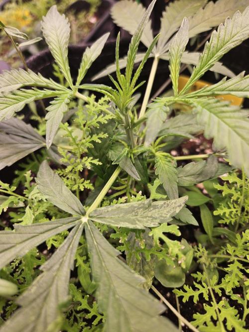 Auto Gelonade. Week 3
