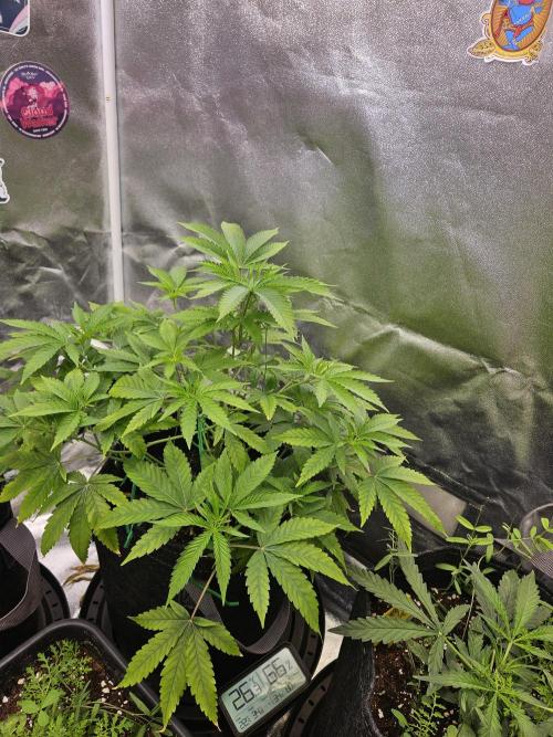 Cherry Limeade 3.. Week 10