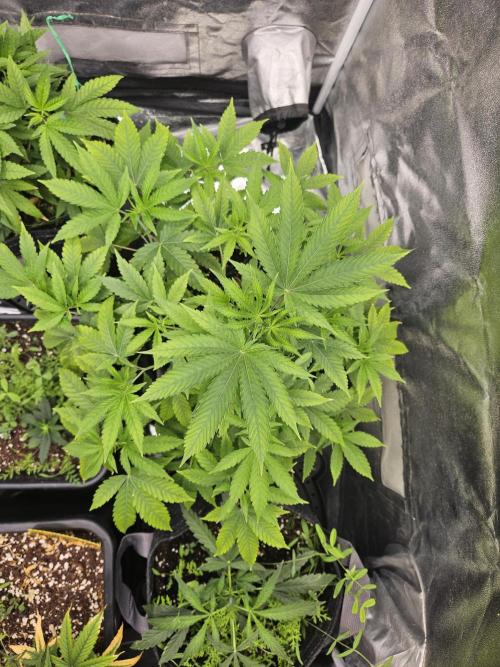 Cherry Limeade 3.. Week 10