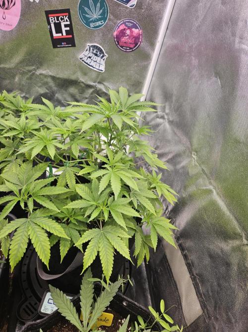 Cherry Limeade 3.. Week 10