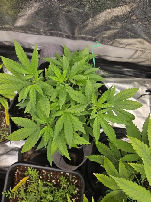 #SSSC Tester Blue Applez 2.. Week 10