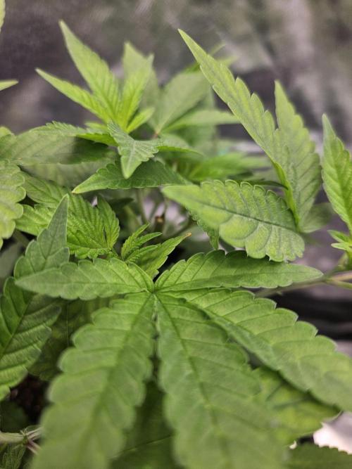 #SSSC Tester Blue Applez 2.. Week 10