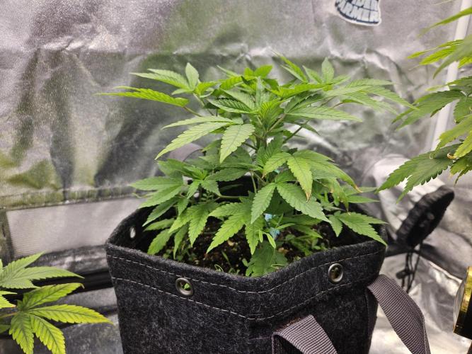 Blue Applez. Week 10