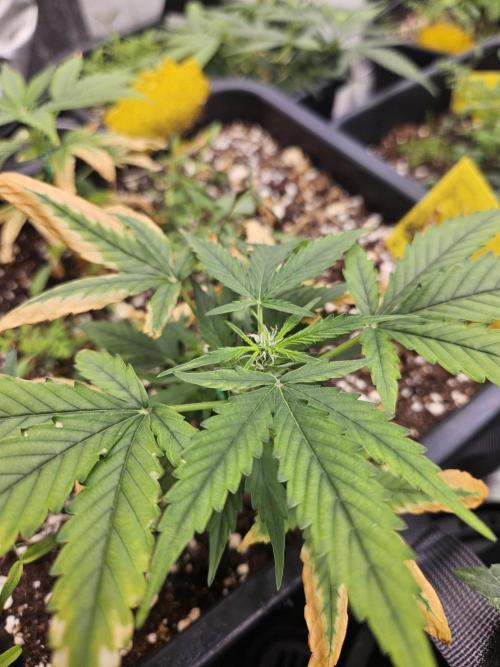 Kumquat Cookies Auto. Week 5