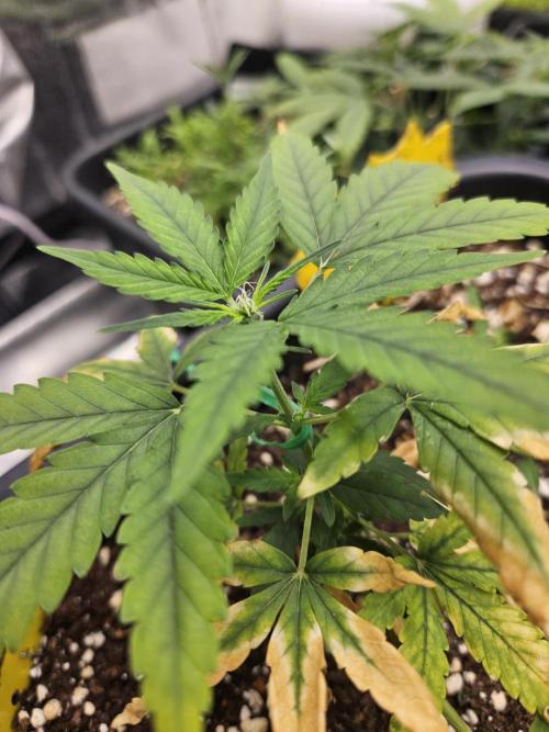 Kumquat Cookies Auto. Week 5