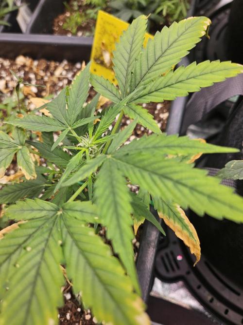 Kumquat Cookies Auto. Week 5