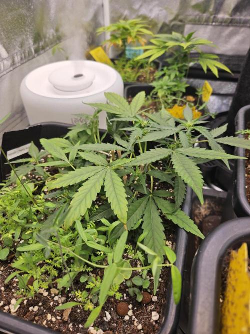 Morello cherry auto. Week 3