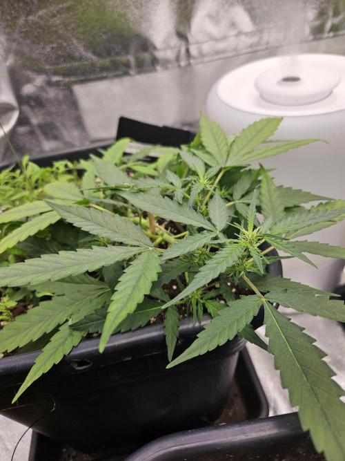 Morello cherry auto. Week 3