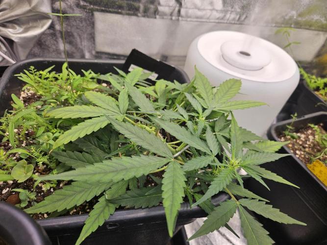 Morello cherry auto. Week 3