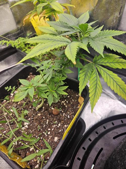 #SSSC Tester Banana OG. Week 10