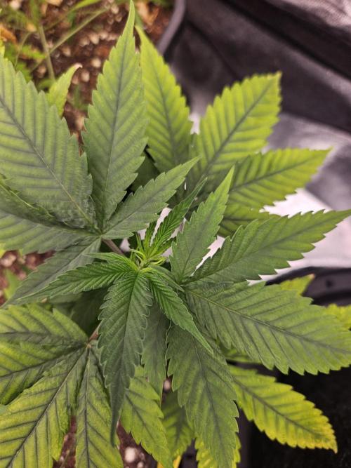 #SSSC Tester Banana OG. Week 10