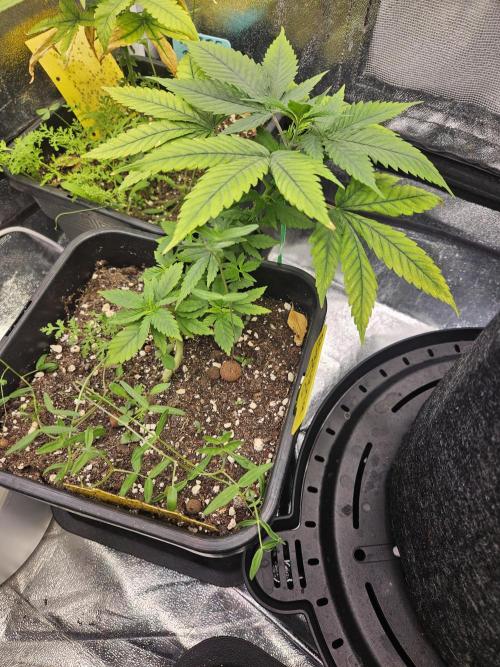 Banana OG. Week 10