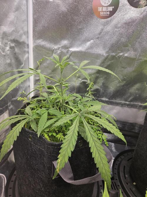 Auto Gelonade. Week 4