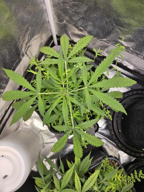 Auto Gelonade. Week 4