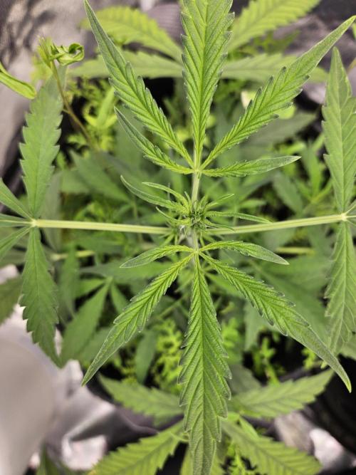 Auto Gelonade. Week 4