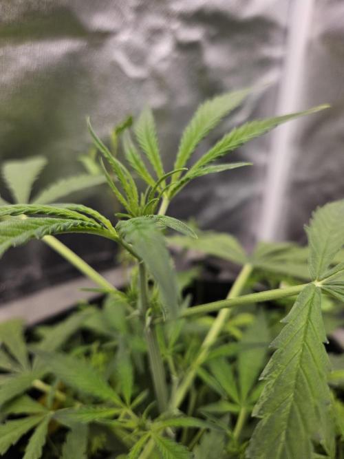 Auto Gelonade. Week 4