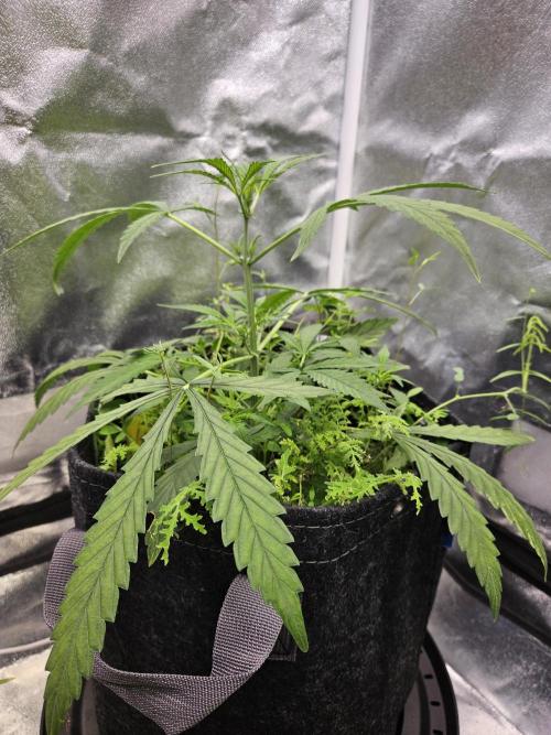 Gelonade Automatic. Week 4