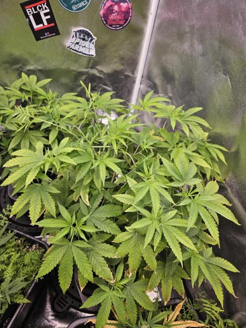 Cherry Limeade 3.. Week 11