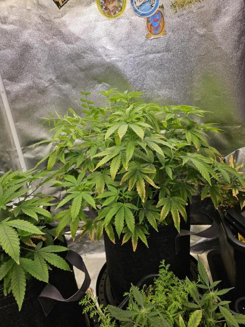 Cherry Limeade 3.. Week 11