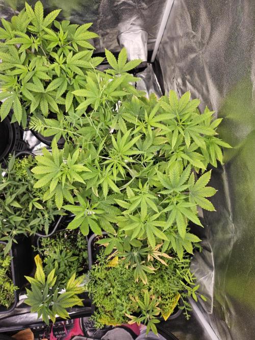 Cherry Limeade 3.. Week 11