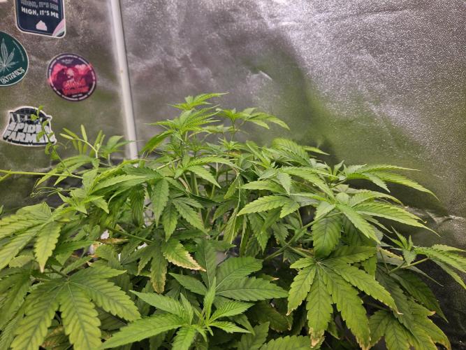 Cherry Limeade 3.. Week 11