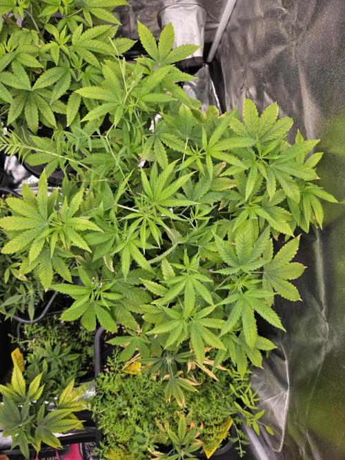 Cherry Limeade 3.. Week 11