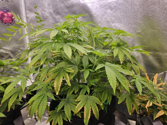 Cherry Limeade. Week 11