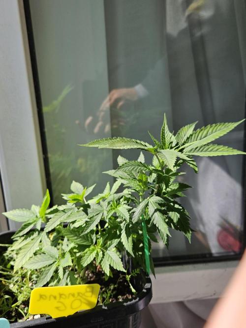 #SSSC Tester Banana OG. Week 11