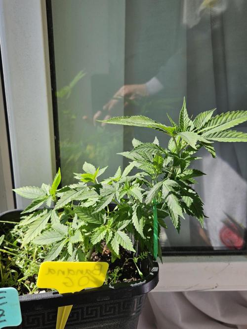 #SSSC Tester Banana OG. Week 11