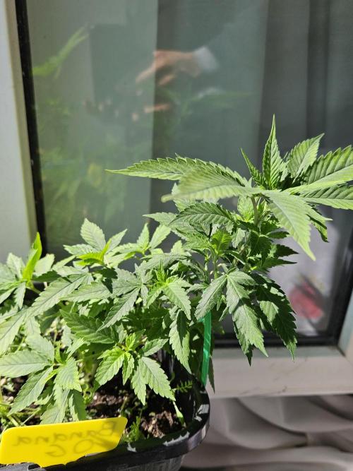 #SSSC Tester Banana OG. Week 11