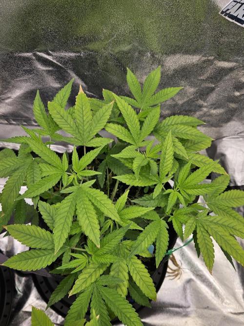 #SSSC Tester Blue Applez 2.. Week 11