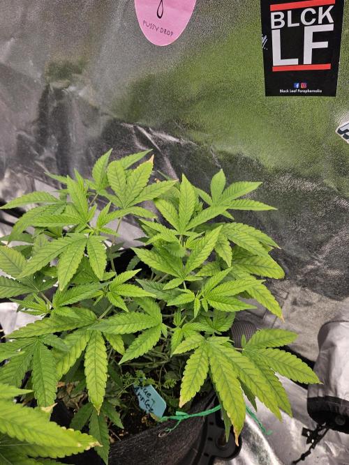 #SSSC Tester Blue Applez 2.. Week 11