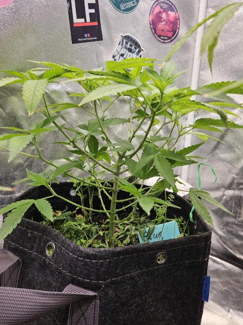 #SSSC Tester Blue Applez 2.. Week 11