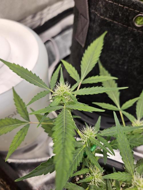Morello cherry auto. Week 4