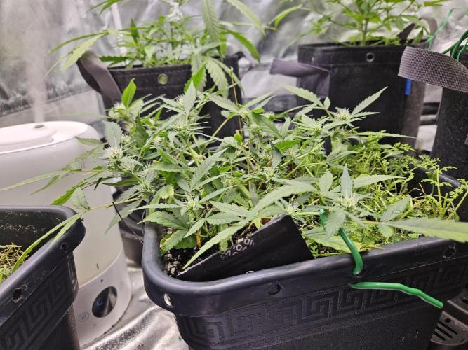 Morello cherry auto. Week 4