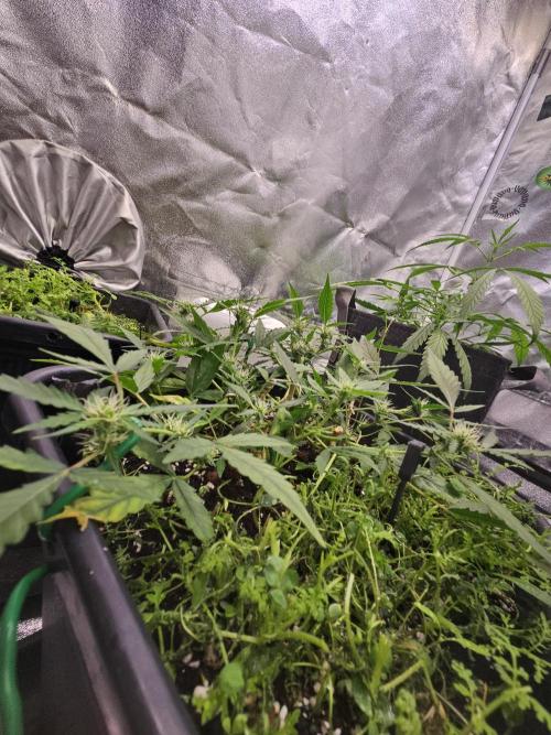 Morello cherry auto. Week 4