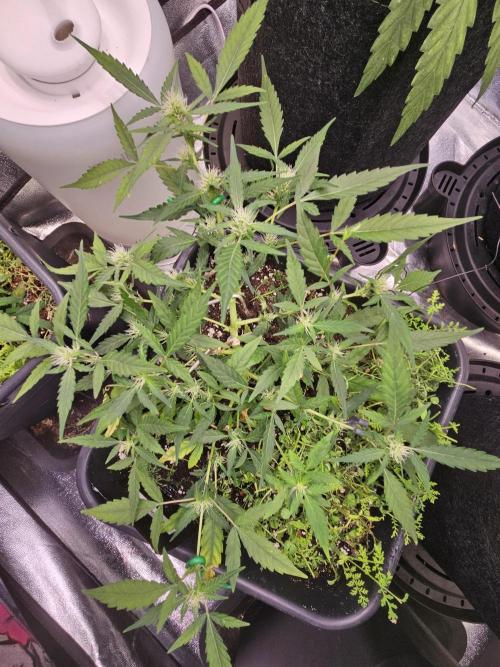 Morello cherry auto. Week 4