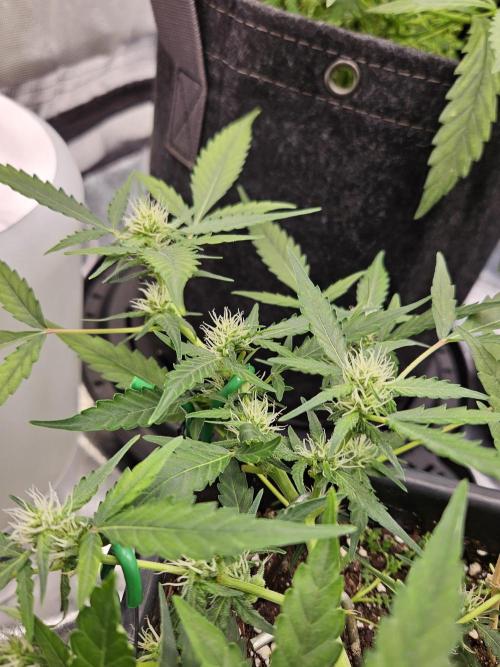 Morello cherry auto. Week 4