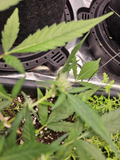 Morello cherry auto. Week 4