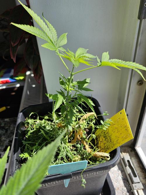 White Runtz 2.. Week 10