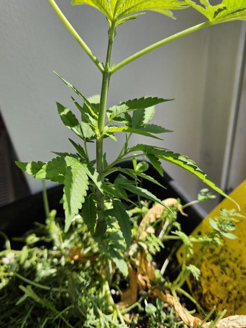 White Runtz 2.. Week 10