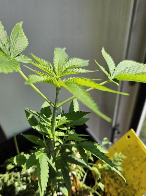 White Runtz 2.. Week 10