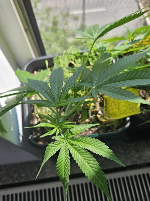 White Runtz 2.. Week 11