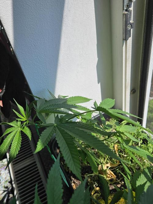 White Runtz 2.. Week 11
