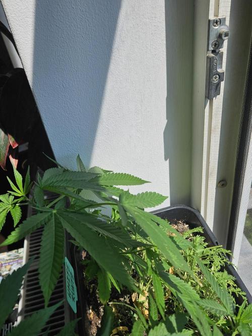 White Runtz. Week 11