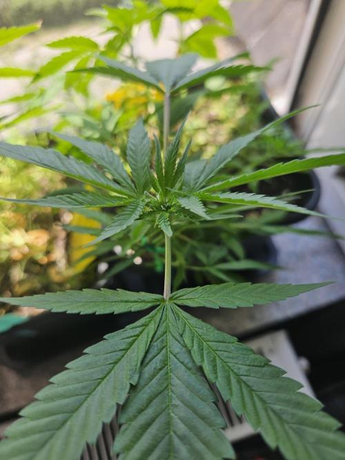 #SSSC Tester Banana OG. Week 12
