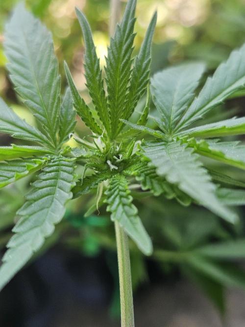 #SSSC Tester Banana OG. Week 12